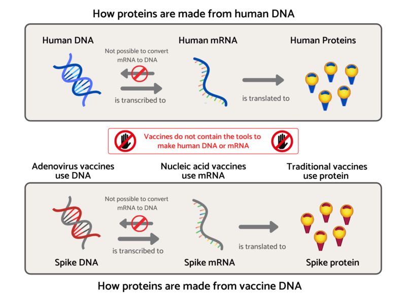 how proteins are made
